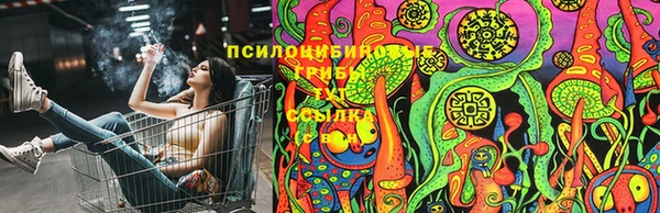 прущие грибы Армянск