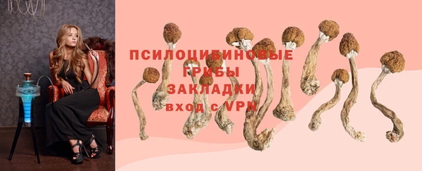 прущие грибы Армянск