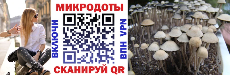 Псилоцибиновые грибы Psilocybine cubensis  Приморск 